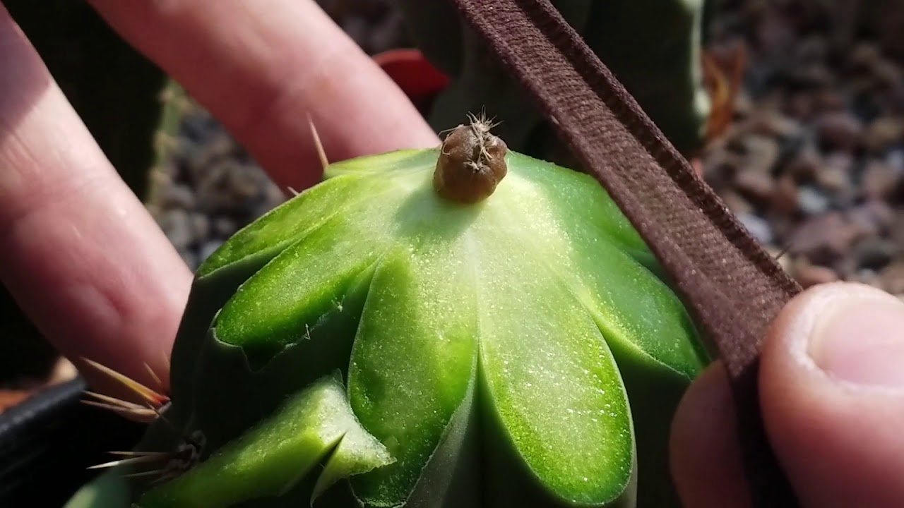 Scopulicola x Olivia crests grafted to large stock.