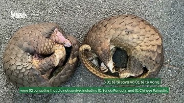 Cứu hộ 11 cá thể Tê tê tại tỉnh Hà Nam | Rescue journey of 11 Sunda pangolins in Ha Nam province