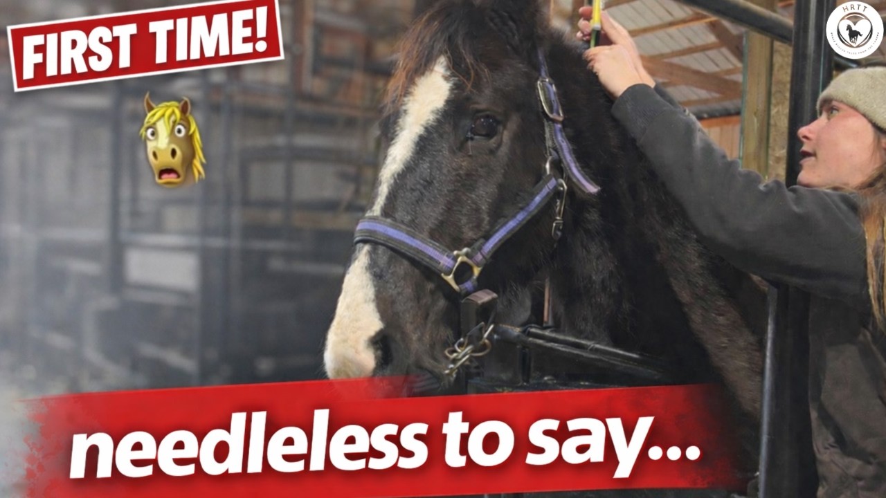 Be My Mane Valentine 💘 Adoption Event - Part 1