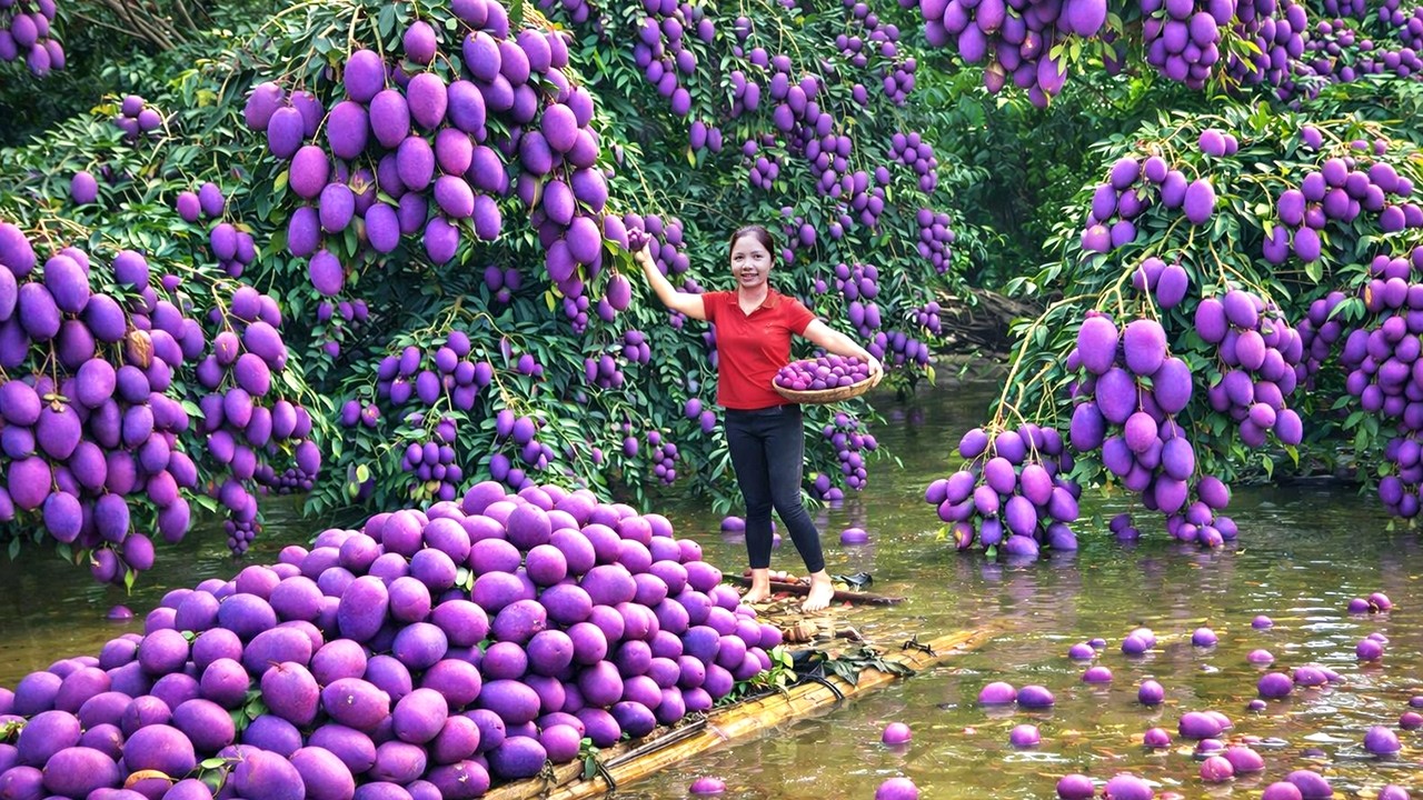 A Peaceful Day - Harvesting 1000+ Sweet Giant Mangoes, How To Make Traditional Mangoes Smoothie