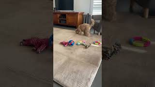 This is your sign to upgrade to the Marshmellow Memory Foam Play Mat🤍 code: SOFTENS #rug #playmat