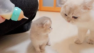 "Adults can't drink milk! ''The kitten saying to her daddy cat was so cute...