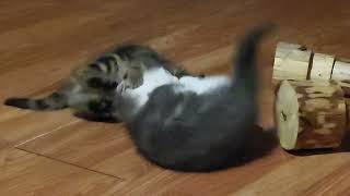 funny cute baby cats playing ●2●