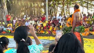 Thimidi - Temple Draupadi Amen Terre Rouge 02-01-2026
