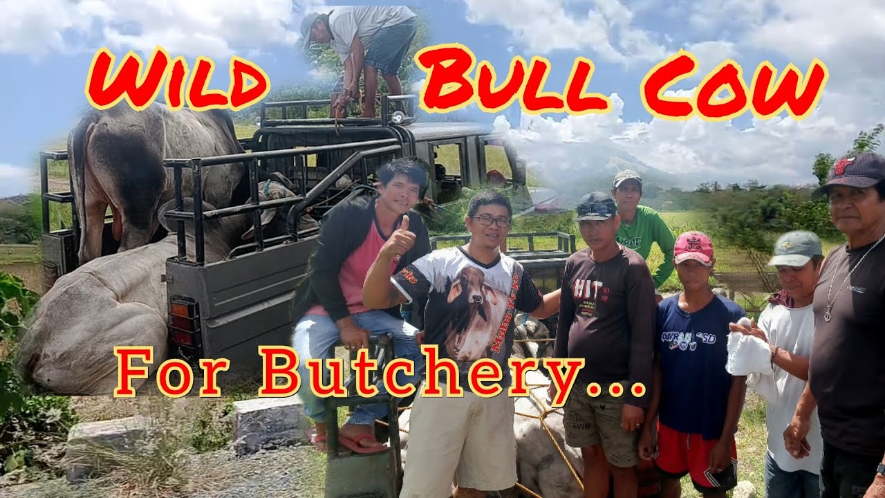 EP:58 Malalaking Bakang toro Pangkatay#buhaybukid #cattlefarm #wild #cow #dairyfarming