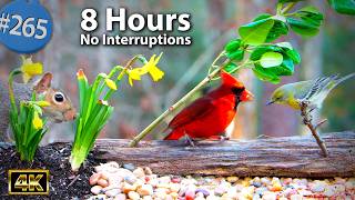 Relaxing TV for Cats 😻 8 Hours Uninterrupted Birds 🐦 Squirrels 🌻 Daffodil Cat TV @LensMyth​