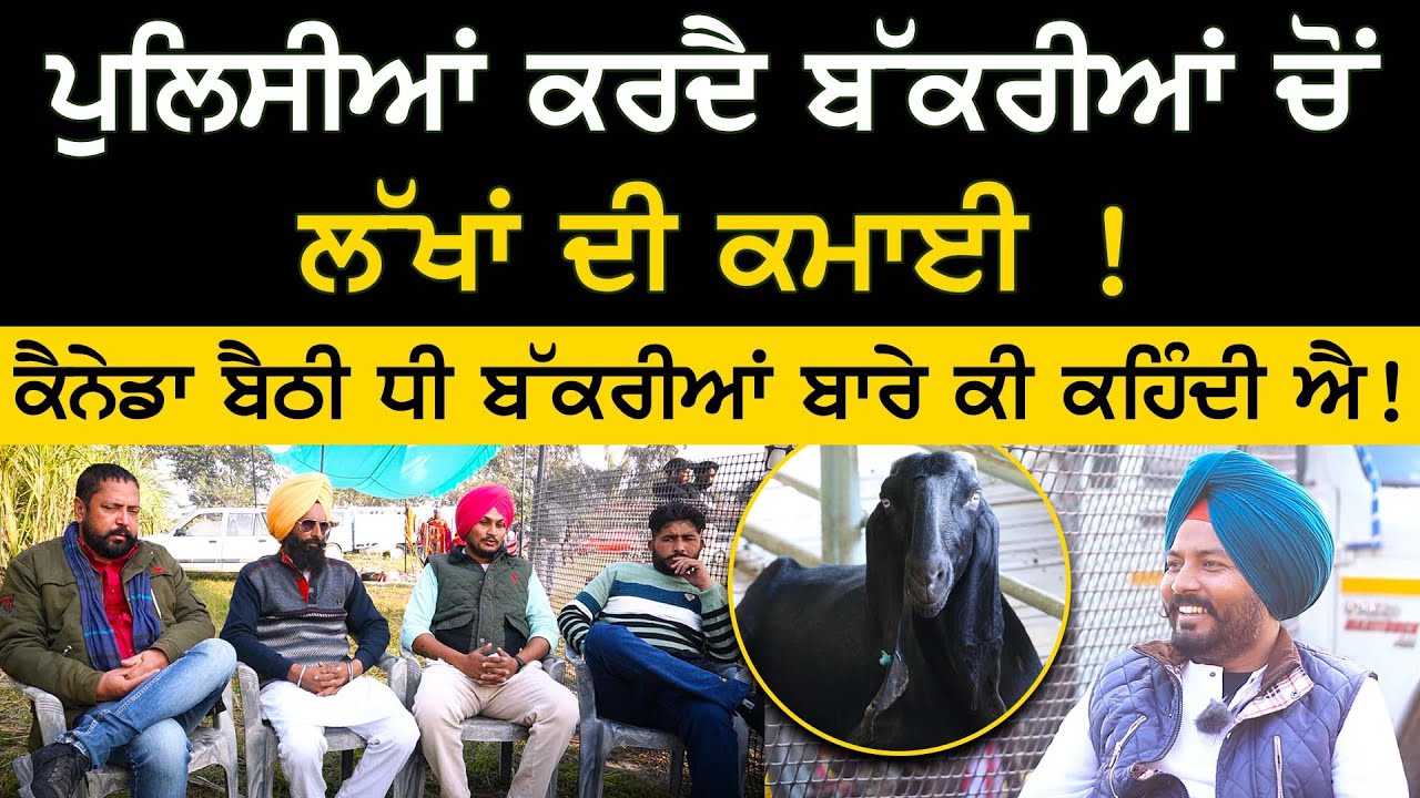 ਪੁਲਿਸੀਆਂ ਕਰਦੈ Bakriyan ਚੋਂ ਲੱਖਾਂ ਦੀ ਕਮਾਈ ! | Sarpanch | Goat farming | Breeding Farm | बकरी पालन