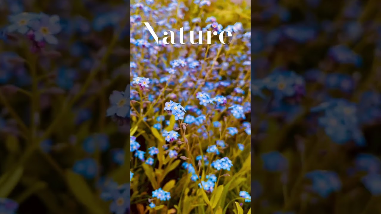 Canadian flowers  🏝️🪻