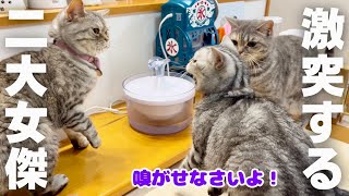 二大女傑がまさかの... #猫 #ねこもふファミリー