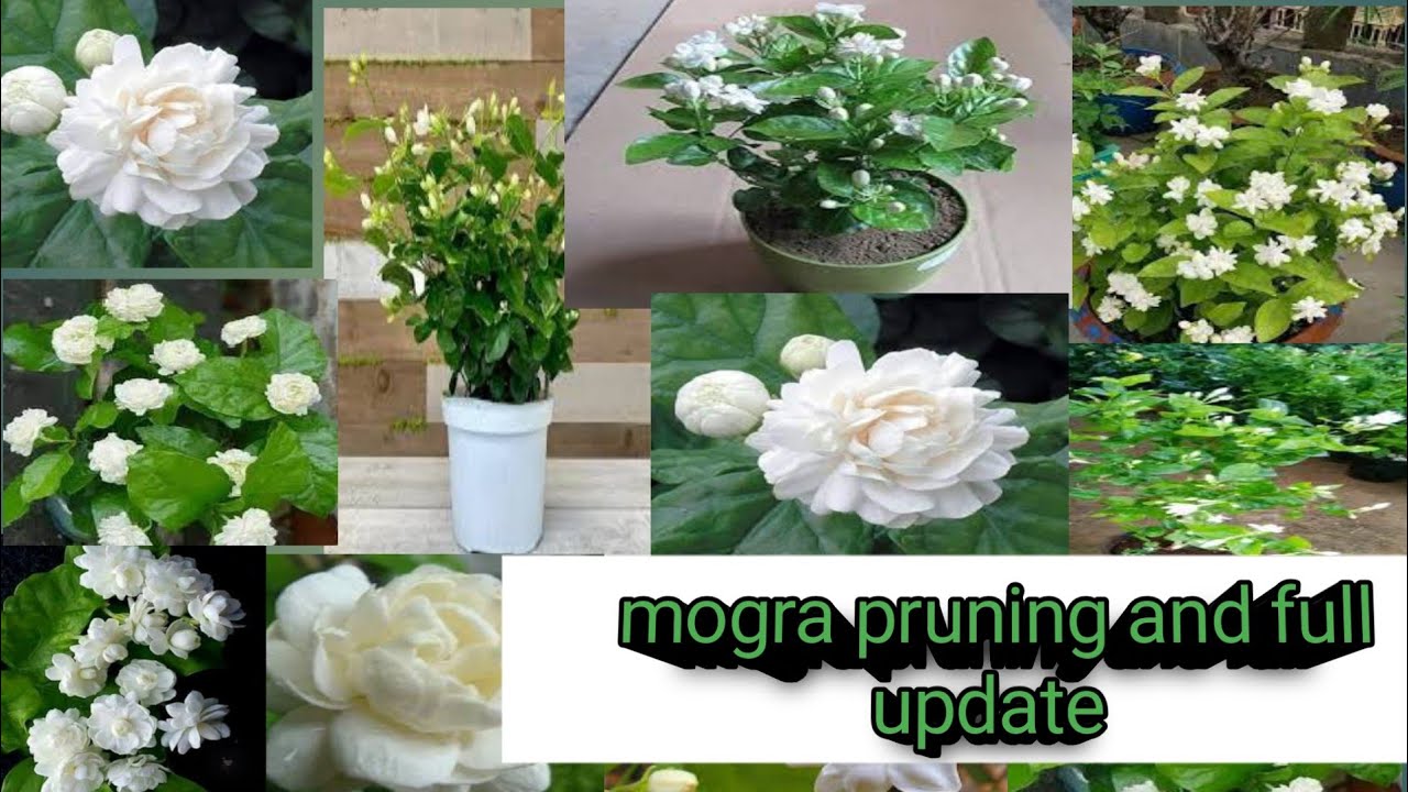 👉Mogra 🌱pruning✂️ and full updating 😁 मोगरे के प्लाट की छटाई कैसे करें 😱🤪