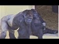 シャバーニ家族 287 Shabani family gorilla