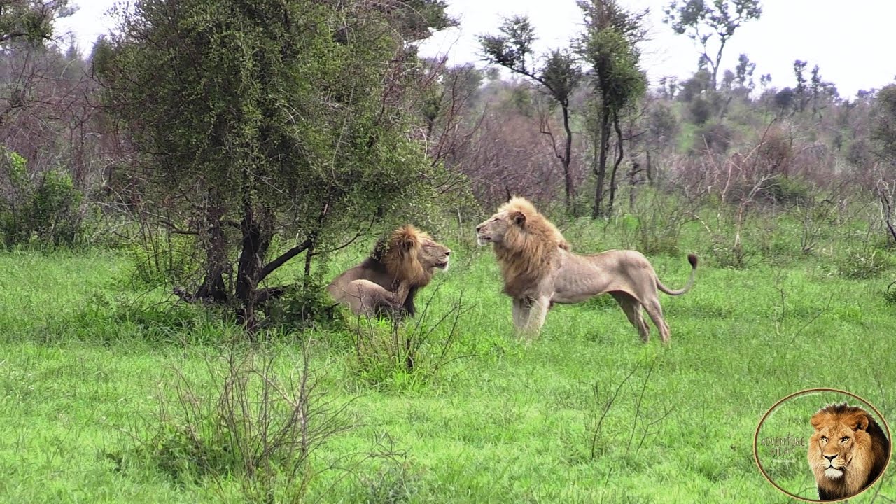 The Most Beautiful Lion In Kruger Park - No, Its NOT Casper The White Lion!