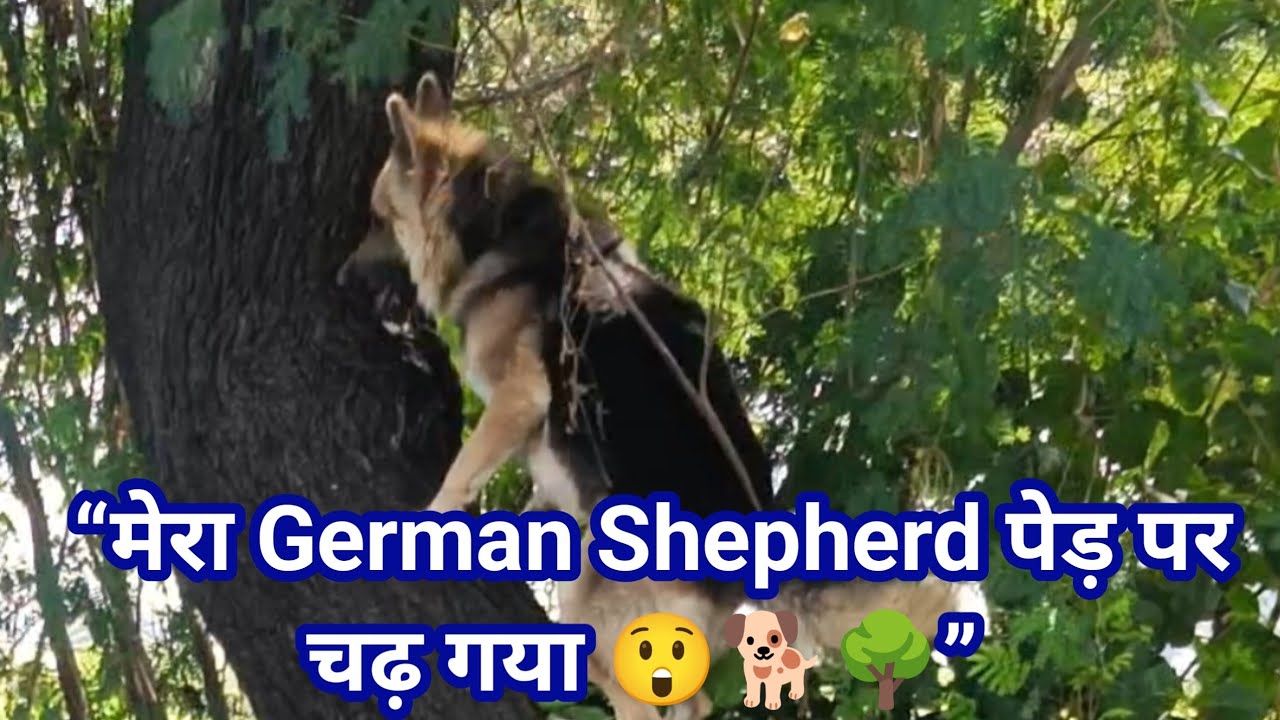 Dog or Monkey? German Shepherd on a Tree | 