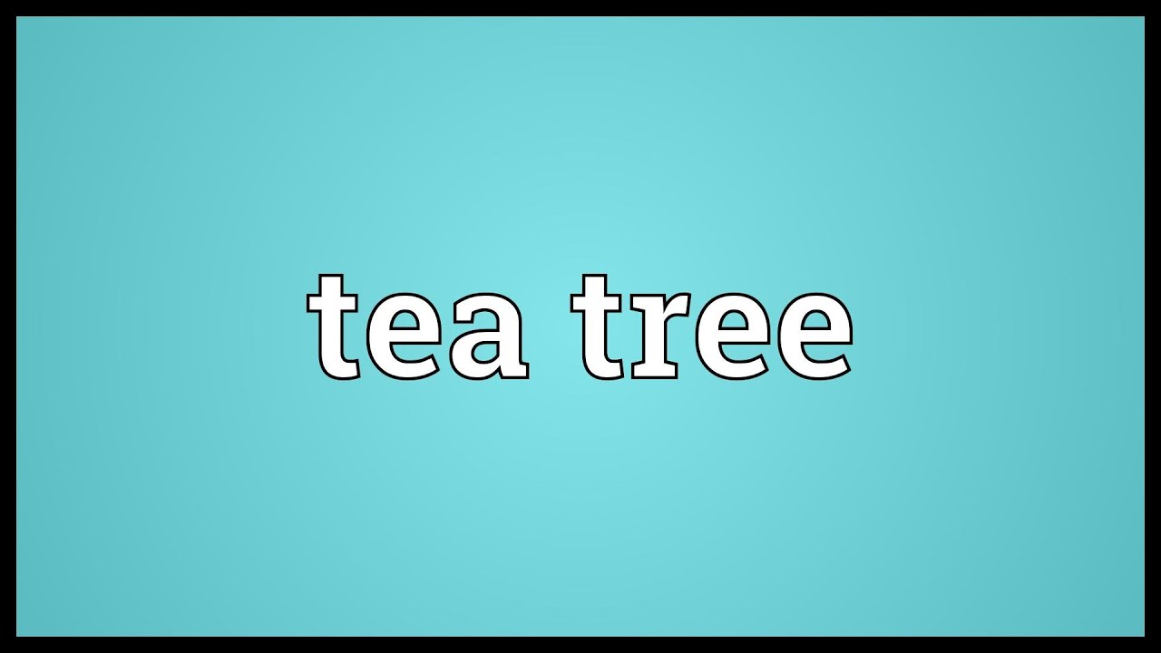 Tea tree Meaning YouTube