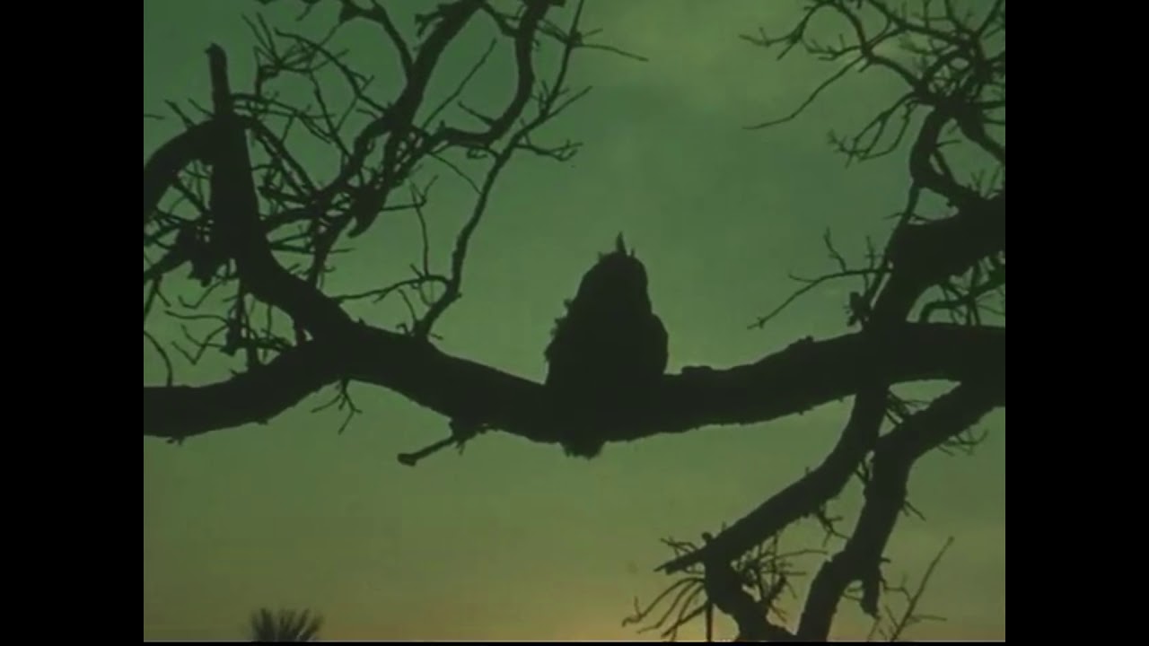 Boards of Canada Wildlife Analysis YouTube