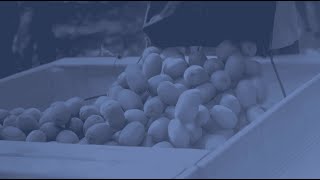 Data Management &amp; Data Governance Transform Zespri's Global S/4HANA Processes