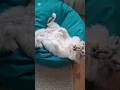 Switching positions for u❤️🐱#funny #cat#fun #trending #pets #love #memes #viral #trending