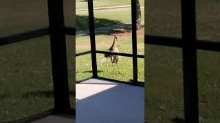 Sandhill Cranes vs gator