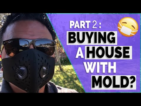 What To Do When Buying A House With MOLD!