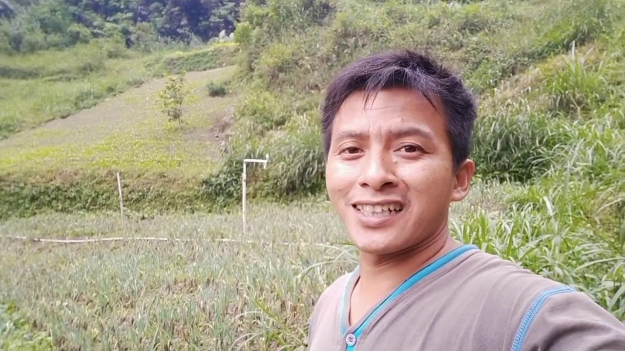 INI PENYAKIT DAUN BAWANG DI MUSIM HUJAN 
