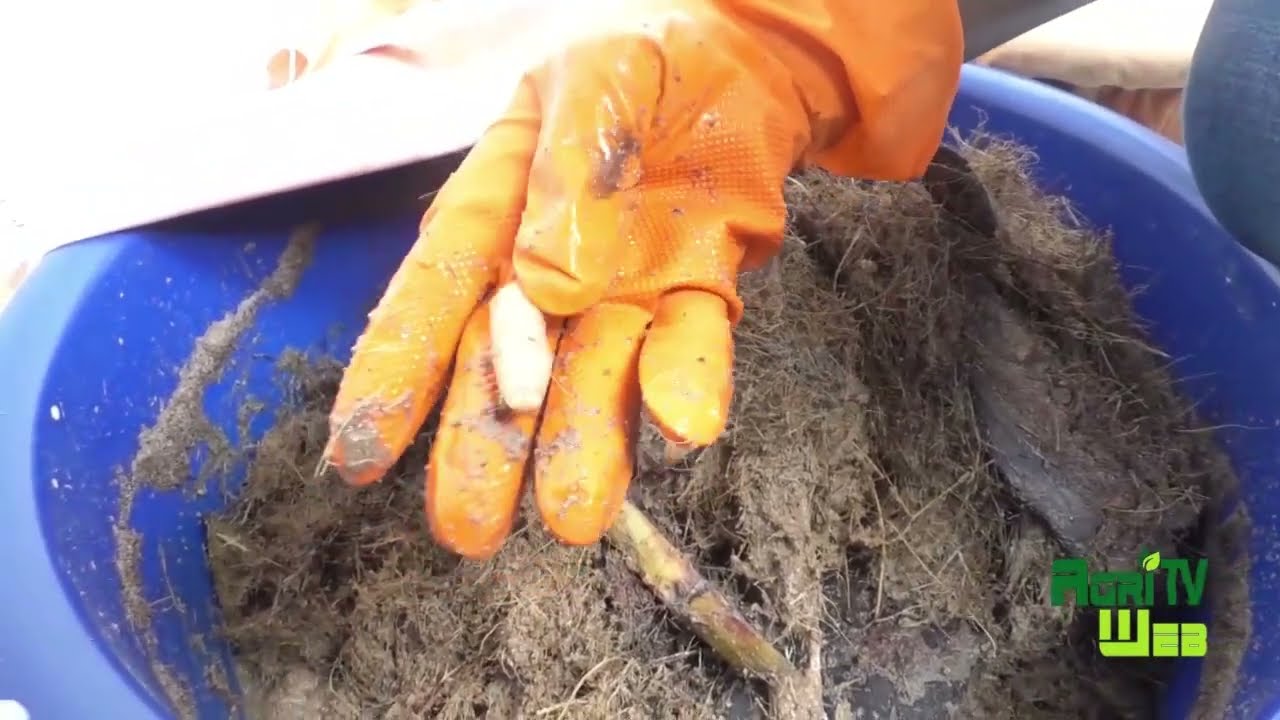 Tout sur l'élevage des foss ou chenilles