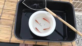 【ミクロ めだか】紅椿 親(^^)