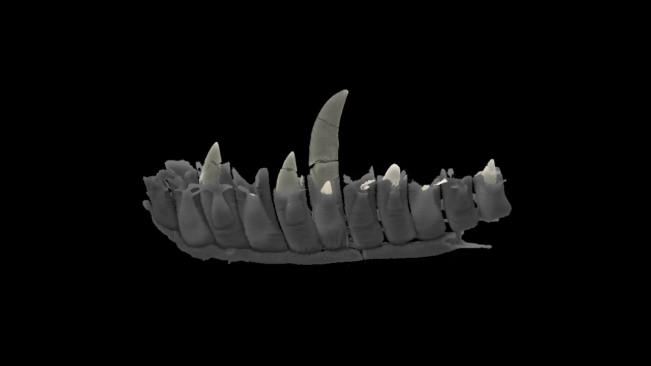 video phone beyonce mp3 Megalosaurus bucklandii jaw scan by WMG, University of Warwick