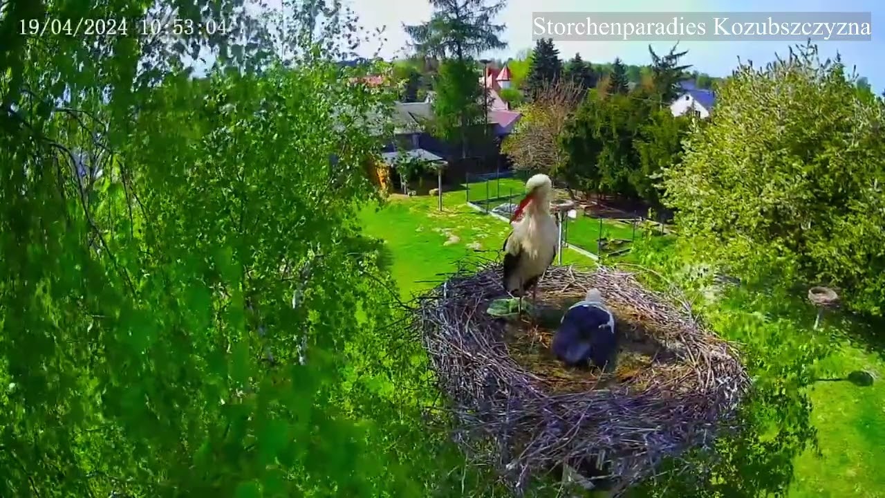 2024 04 19 Storchenparadies Kozubszczyzna