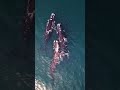 A New Hope for the Rarest Whale: Record-Breaking Sightings in Cape Cod! 🐋✨