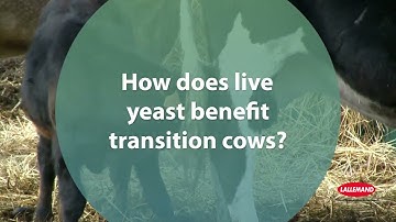 How does live yeast benefit transition cows?