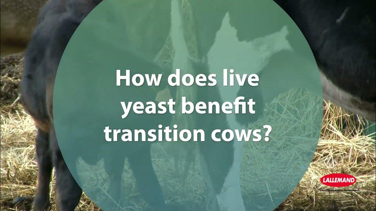 How does live yeast benefit transition cows? YouTube