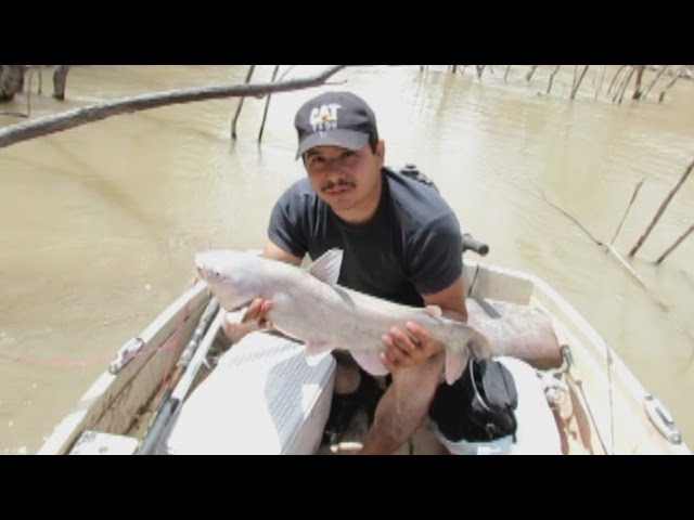 Watch Yo Yo Fishing Reel In Action on YouTube.
