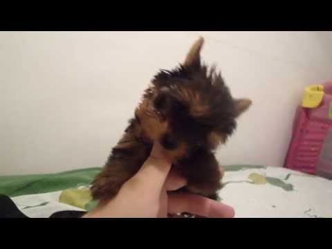 Yorkshire Terrier De Vanzare Talie Foarte Mica Detalii 0749 415