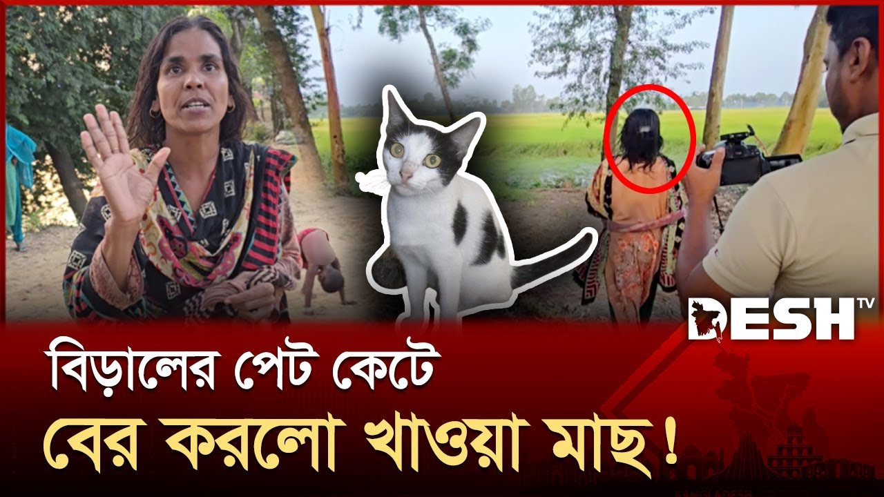 বিড়ালের সঙ্গে এ কেমন নির্মমতা? | Cat | Naogaon | News | Desh TV