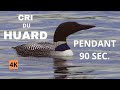 Plongeon huard cri chant poustouflant pendant 90 secondes  aventure oiseaux nature  4kr