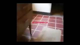 Vril Reptiles, what really are they?
