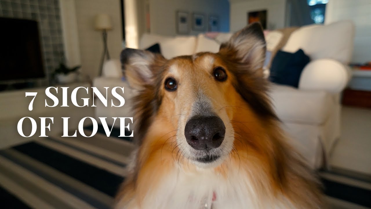 7 Subtle Signs Your Dog Loves You the Most - YouTube
