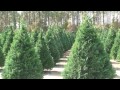 Savannah How: Picking, watering a Christmas tree