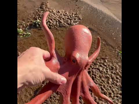 Blue Tang + Giant Octopus Shore Hunt & Tub Collect!