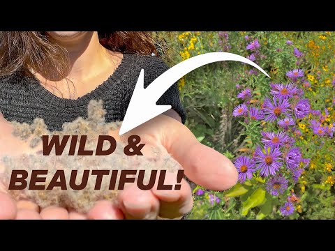 Create a Garden Oasis Using WILD Native Plants!
