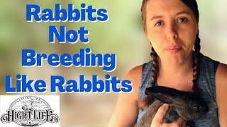 MEAT RABBIT BREEDING SEASON HAS BEGUN! See how we breed our meat rabbits and what issues may occur