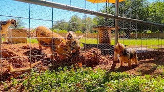 This is what happens when you combine GOATS & PIGS & a TINY DOG