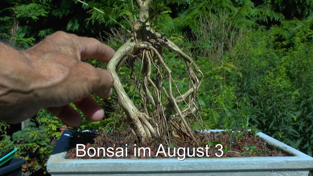 Teil 3 Bonsai im August. Wie sich die Bäumchen entwickeln