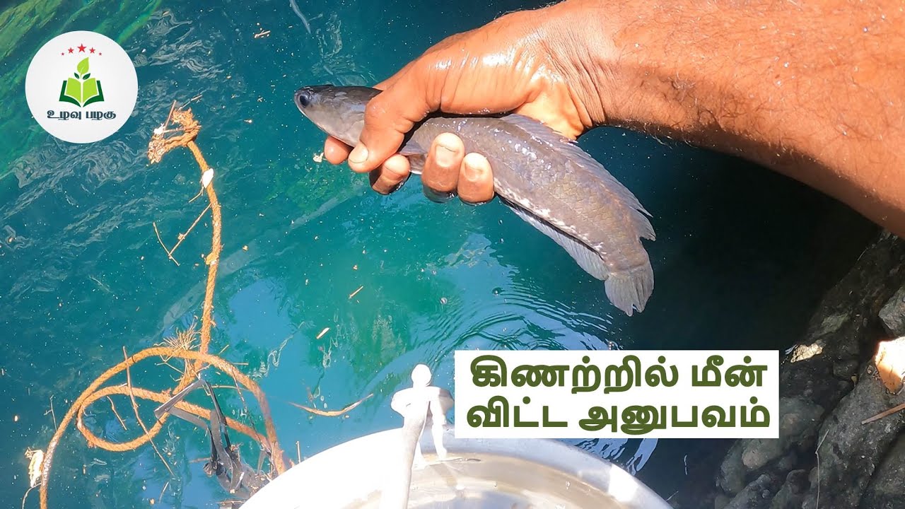 கிணற்றில் மீன்கள் விடப்பட்டது | Fish added to Farm Well | meen valarpu in tamil 