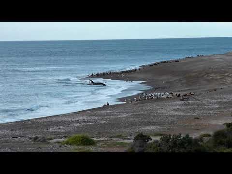 Killer whale attacking