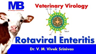 ROTAVIRAL ENTERITIS | Microbiology | Vivek Srinivas | #Rotavirus #Veterinaryscience