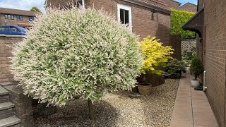 3 lovely trees for the small garden / yard !