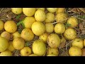 cómo germinar semillas de limón 🍋🍋 y obtener tus propios arbolitos