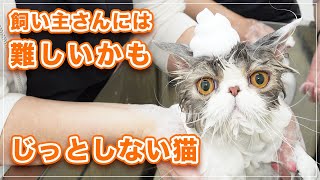 【ジャンちゃん】飼い主さんには噛んで逃げる〜全然じっとしない猫【エキゾチック】