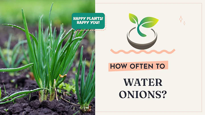 🧅 How Often to Water Onions for Perfect Growth? - DayDayNews
